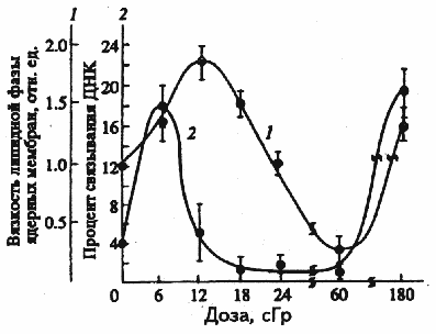 Процент связывания с нитроцеллюлозными фильтрами ДНК селезенки (2) и микровязкость липидов ядерных мембран печени (1) облученных мышей в зависимости от дозы облучения (интенсивность облучения 6  сГр/сутки).